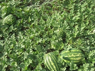 Karpuz Yetiştiriciliği Nedir ve Nasıl Yapılır? Karpuz Yetiştiriciliği Nedir ve Nasıl Yapılır?